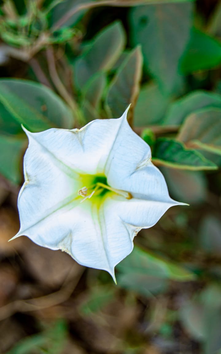 Nature Close-ups